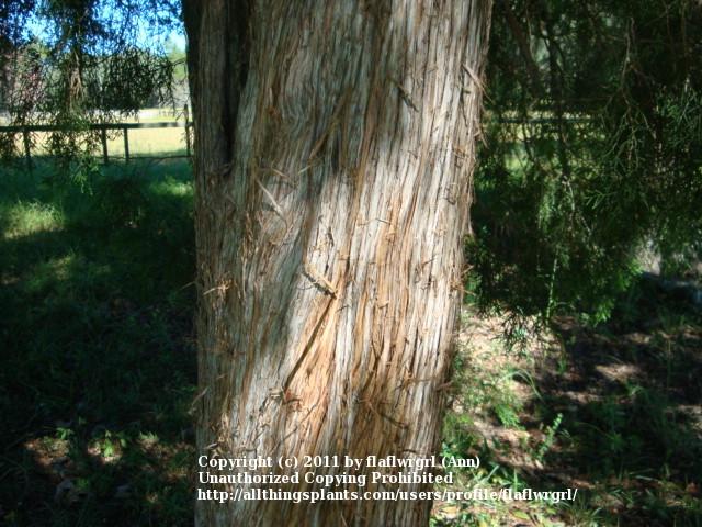 Photo of Eastern Red Cedar (Juniperus virginiana) uploaded by flaflwrgrl