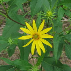 Location: Indiana  Zone 5
Date: 2010-08-24