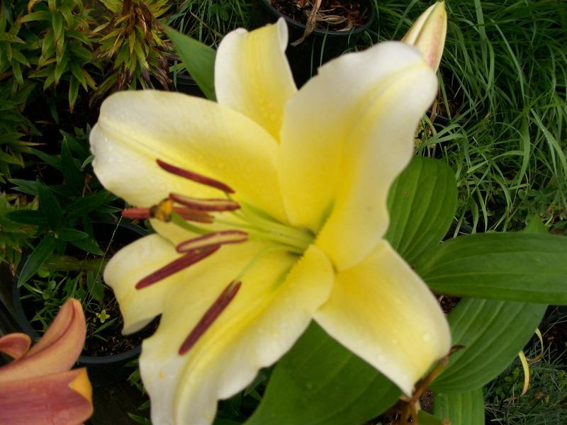 Photo of Lily (Lilium 'Conca d'Or') uploaded by gwhizz
