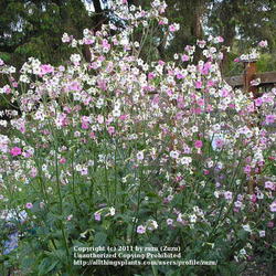 Location: In my Northern California garden
Date: 2006-05-12