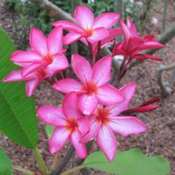 Location: Southwest Florida
Date: summer 2011
One of the countless varieties of Plumeria rubra (this is 'Emerso