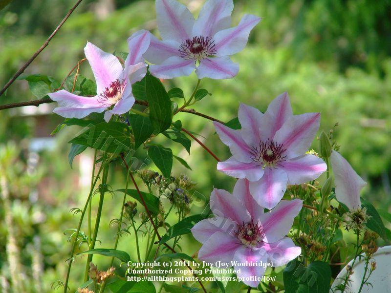 Photo of Clematis 'Nelly Moser' uploaded by Joy