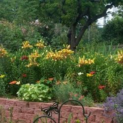 Location: In my garden. 
Date: June 
Honey Bee Tango Lilies Blooming in cottage garden.