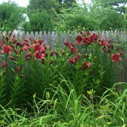 Location: In my garden. 
Date: June 
Red Alert lilies growing along the back fence.