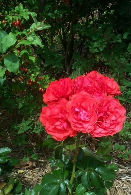 Photo of Rose (Rosa 'Trumpeter') uploaded by Newyorkrita