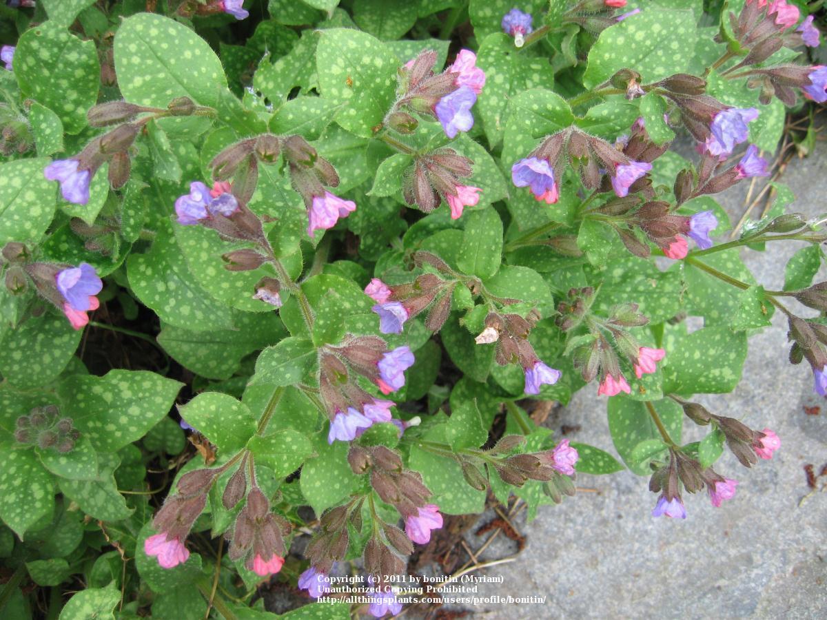 Photo of Soldiers and Sailors (Pulmonaria officinalis) uploaded by bonitin