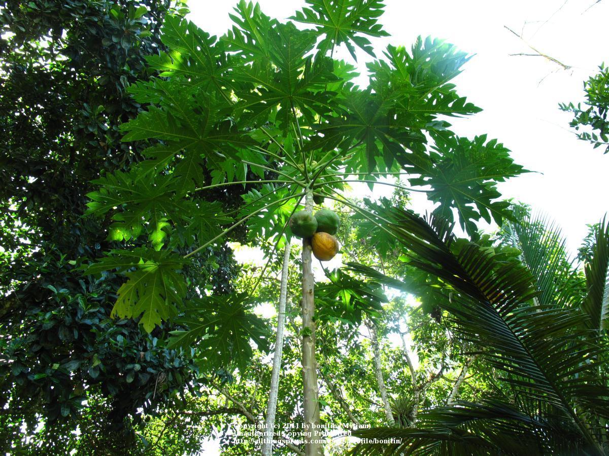 Photo of Papaya (Carica papaya) uploaded by bonitin
