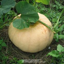 Location: my brothers garden, Vichte, Belgium
Date: 2006-09-02
pumpkin