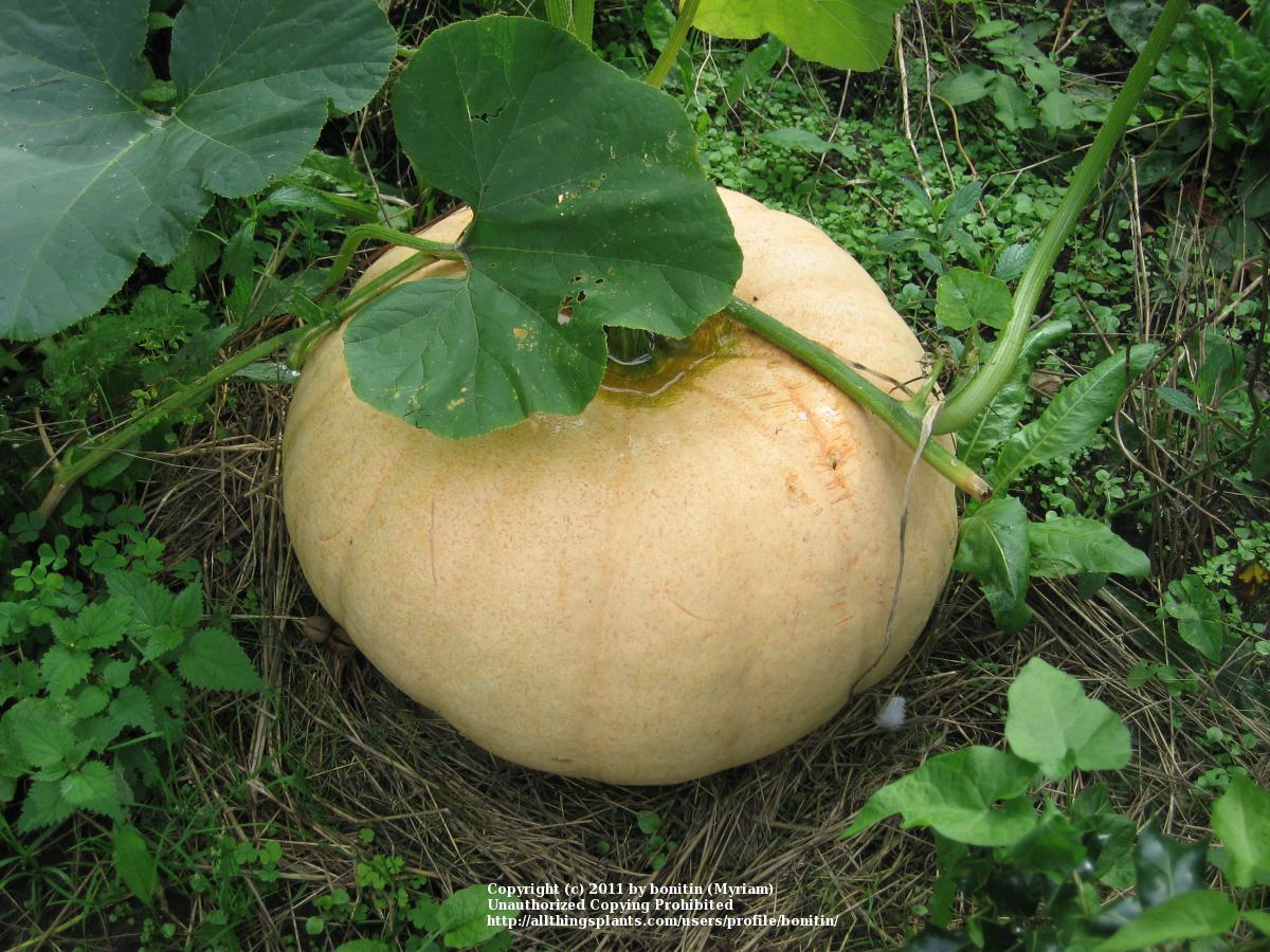 Photo of Gourds, Squashes and Pumpkins (Cucurbita) uploaded by bonitin