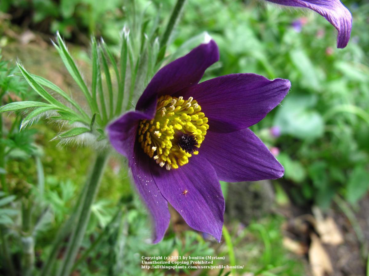 Photo of Pasque Flower (Pulsatilla grandis subsp. grandis) uploaded by bonitin