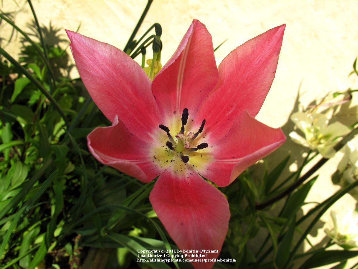 Photo of Tulips (Tulipa) uploaded by bonitin
