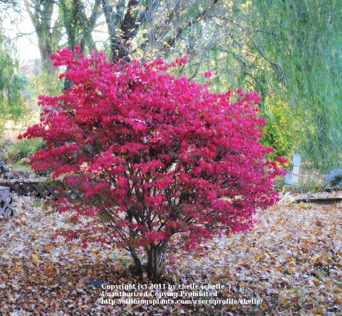 Photo of Burning Bush (Euonymus alatus Chicago Fire®) uploaded by chelle
