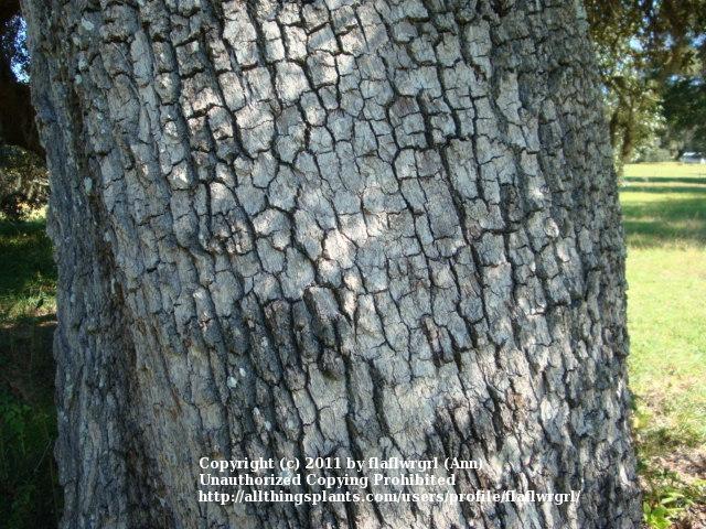 Photo of Live Oak (Quercus virginiana) uploaded by flaflwrgrl