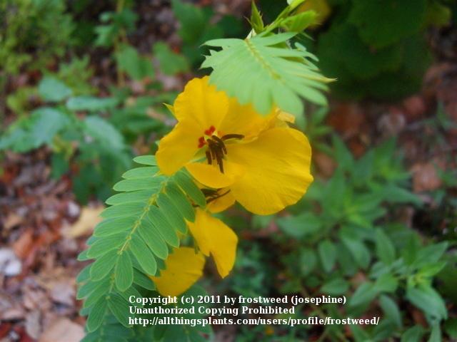 Photo of Partridge Pea (Chamaecrista fasciculata) uploaded by frostweed