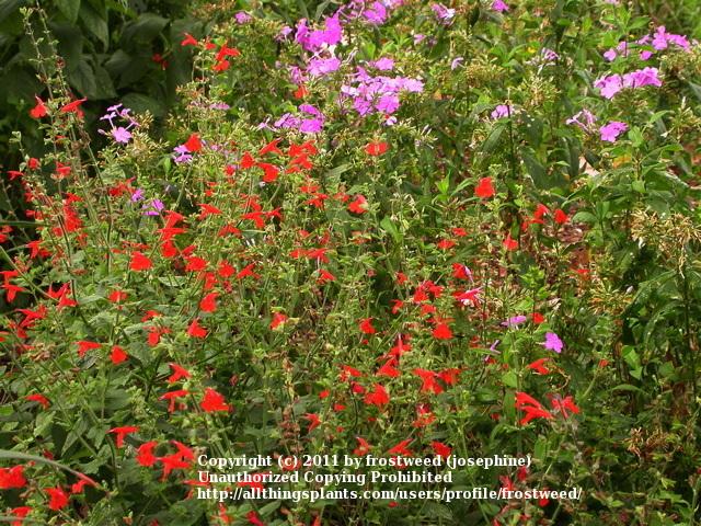 Photo of Scarlet Sage (Salvia coccinea) uploaded by frostweed