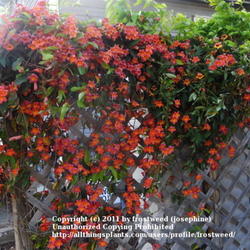 Location: Fielder House Butterfly garden Arlington, Texas.
Date: Spring 2011
This vine is amazing.
