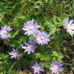 Location: Indiana  Zone 5
Date: 2008-04-20