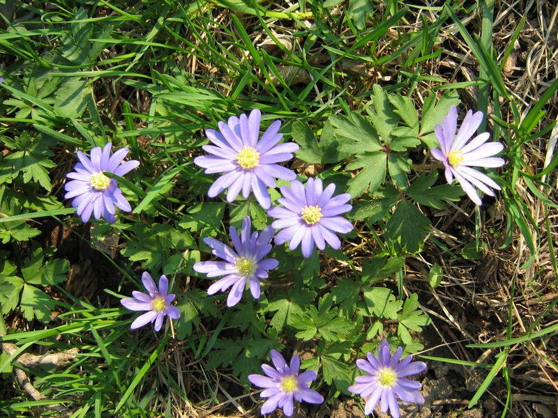 Photo of Grecian Windflower (Anemone blanda 'Blue Shades') uploaded by gardengus