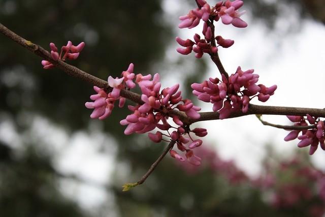 Photo of Eastern Redbud (Cercis canadensis) uploaded by gingin