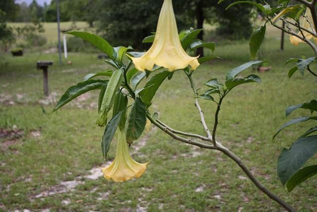 Photo of Angel Trumpet (Brugmansia 'Tropical Sunset') uploaded by gingin
