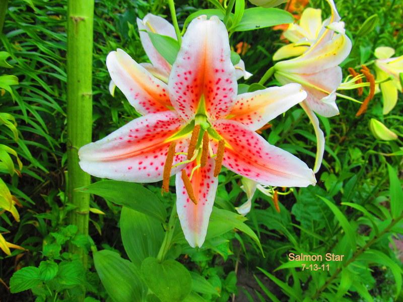 Photo of Lily (Lilium 'Salmon Star') uploaded by jmorth