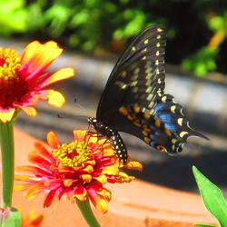 Location: MOBOT - St Louis
Date: 2011-08-09
Zinnas are butterfly favorites.