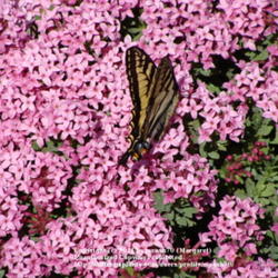 Location: My garden.
Date: 2009-06-01
#Pollination