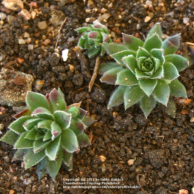 Photo of Rollers (Sempervivum globiferum subsp. hirtum 'from Biele Karpaty') uploaded by tabby