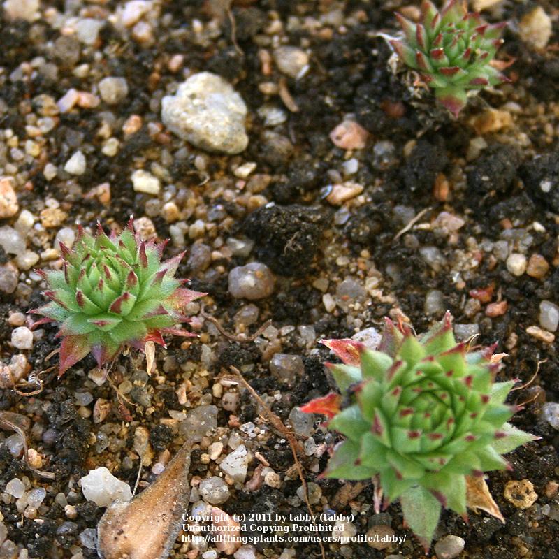 Photo of Rollers (Sempervivum globiferum subsp. arenarium 'from Murtal') uploaded by tabby