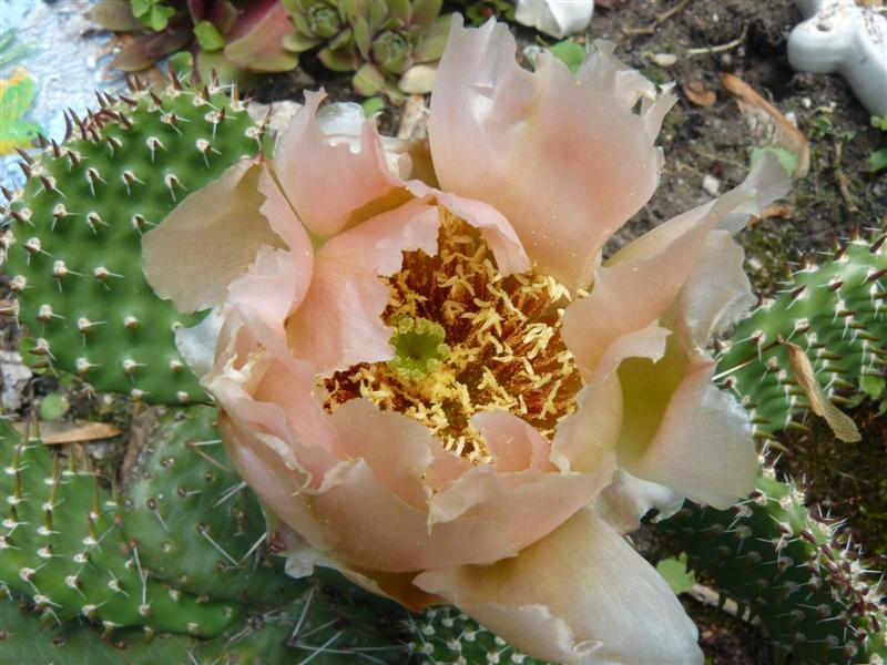 Photo of Eastern Prickly Pear (Opuntia humifusa) uploaded by threegardeners