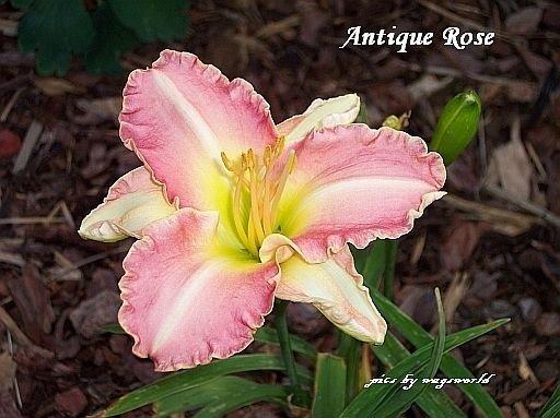 Photo of Daylily (Hemerocallis 'Antique Rose') uploaded by vic