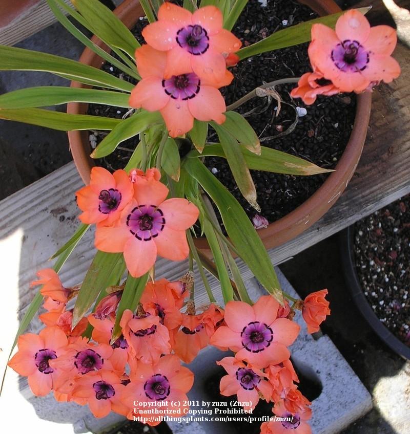 Photo of Cape Buttercup (Sparaxis elegans) uploaded by zuzu