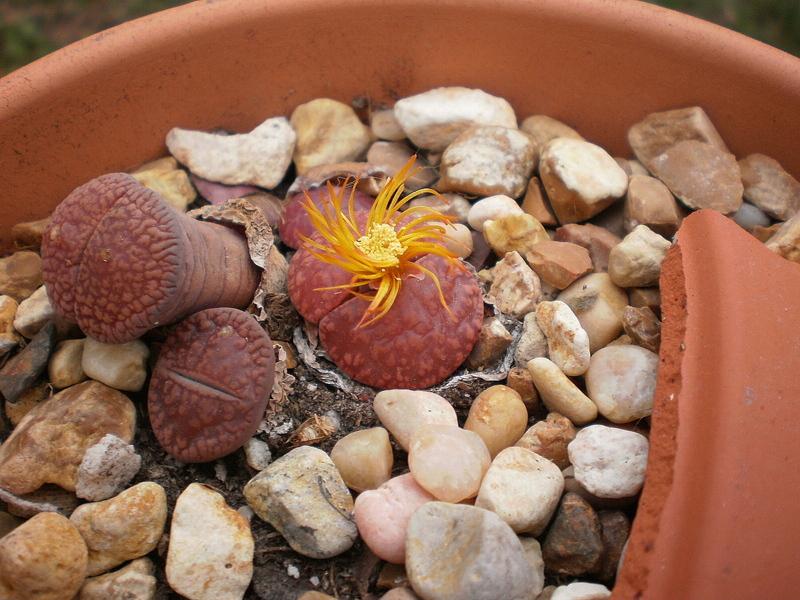 Photo of Living Stones (Lithops aucampiae) uploaded by SongofJoy