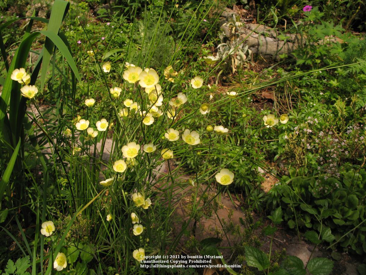 Photo of Tall Buttercup (Ranunculus acris 'Sulphureum') uploaded by bonitin