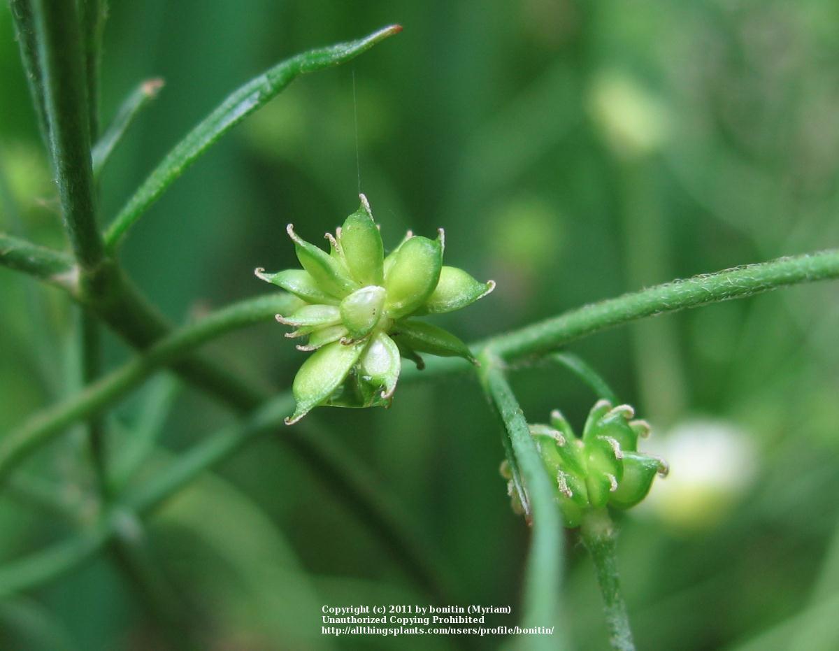 Photo of Tall Buttercup (Ranunculus acris 'Sulphureum') uploaded by bonitin