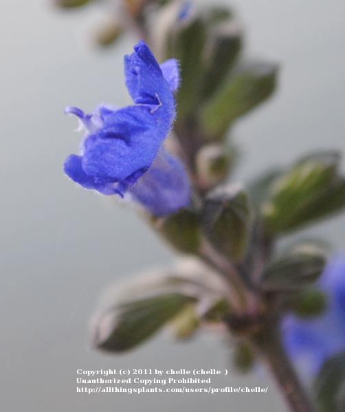 Photo of Blue Sage (Salvia azurea) uploaded by chelle