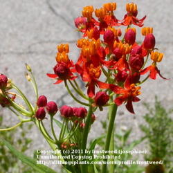 Location: My yard in Arlington, Texas.
Date: Summer 2010
This milkweed is easy to grow and a favorite of Monarchs and Quee