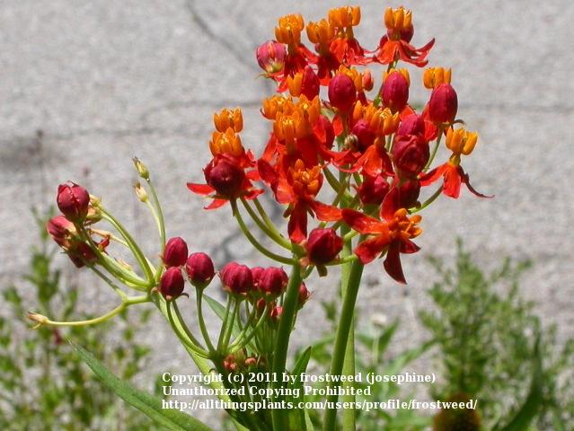 Photo of Tropical Milkweed (Asclepias curassavica) uploaded by frostweed