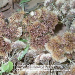 Location: My yard in Arlington, Texas.
Date: Summer 2010
The seed heads are the mature flowers.