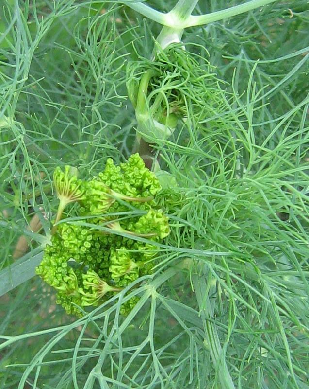Photo of Dill (Anethum graveolens 'Long Island Mammoth') uploaded by gardengus