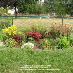 Location: Cincinnati, Ohio
Date: August 2011
Allysum Clear Crystal white makes a nice front of the border spla