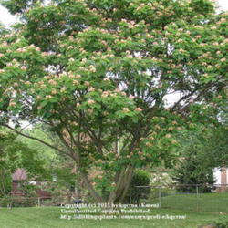 Location: Cincinnati, Ohio
Date: Summer
Established Mimosa Albizia julibrissin