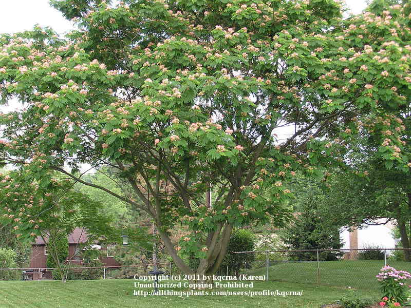 Photo of Mimosa Tree (Albizia julibrissin) uploaded by kqcrna