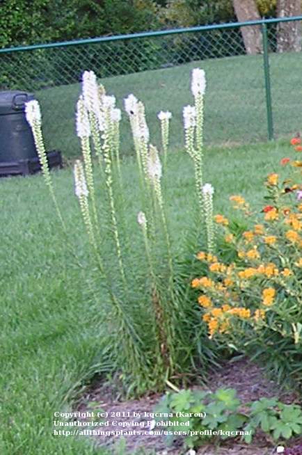 Photo of Gay Feather (Liatris spicata 'Floristan White') uploaded by kqcrna