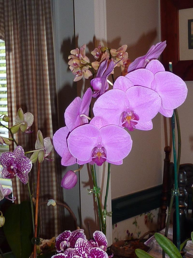 Photo of Moth Orchid (Phalaenopsis) uploaded by sandnsea2