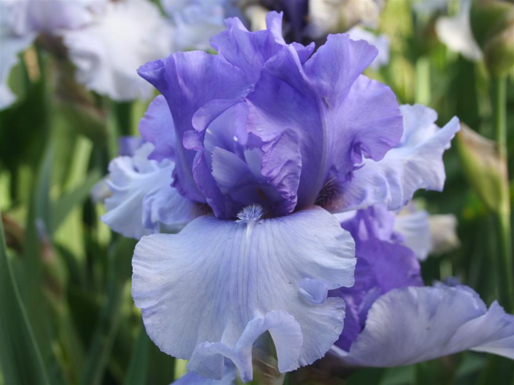Photo of Tall Bearded Iris (Iris 'Aegean Wind') uploaded by KentPfeiffer