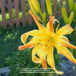 Location: My garden in Kentucky
Date: 2008-07-13
First and only time it ever bloomed like this. One bloom showing