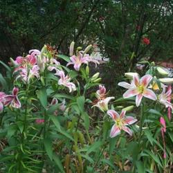 Location: In my garden. 
Mixed Oriental Lilies.