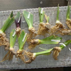 Location: Pleasant Grove, Utah
Date: 2011-08-03
Tall Bearded Iris rhizomes ordered from a California hybridizer.