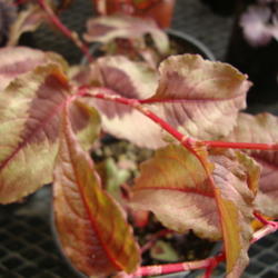 Location: Lindon, Utah
Date: 2011-10-27
Young plant at a Nursery